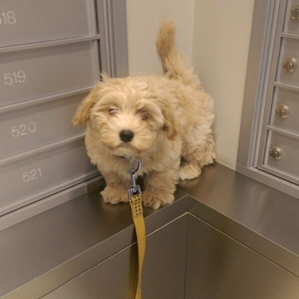 <span style="color: #000000;"><strong>Ollie</strong></span> ♂️