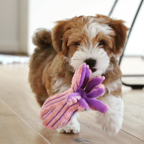 <span style="color: #000000;"><strong>Coco</strong></span> ♀️