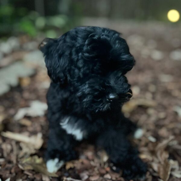 <span style="color: #000000;"><strong>Bella</strong></span> ♀️