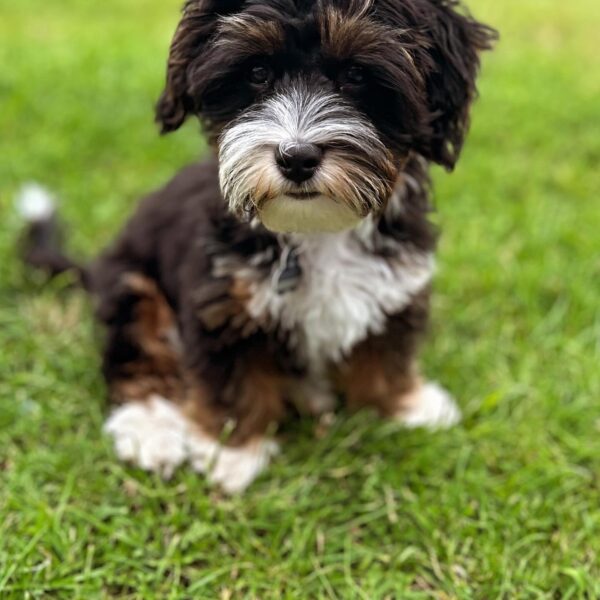 <span style="color: #000000;"><strong>Bluey</strong></span> ♂️