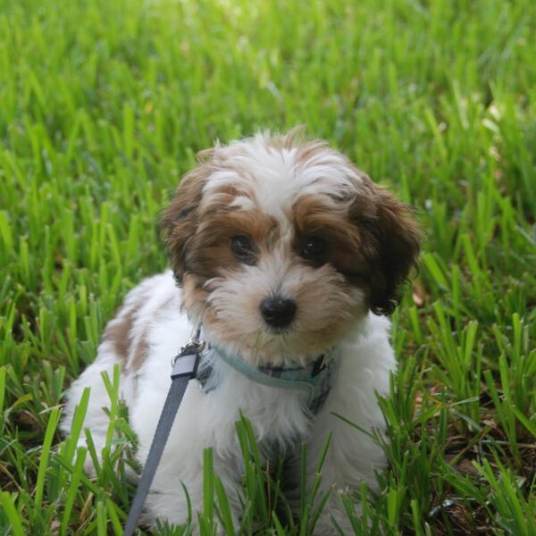 <span style="color: #000000;"><strong>Teddy</strong></span> ♂️