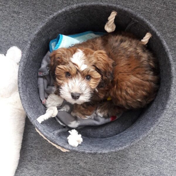 <span style="color: #000000;"><strong>Archie</strong></span> ♂️