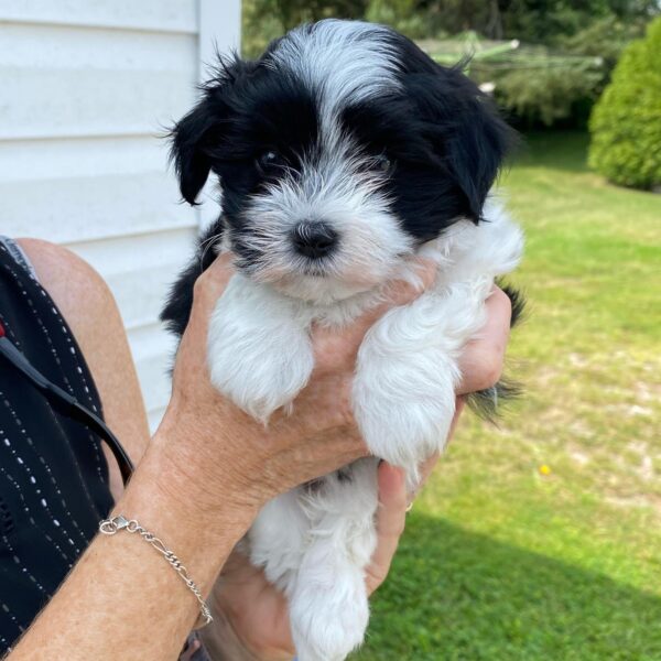 <span style="color: #000000;"><strong>Millie</strong></span> ♀️