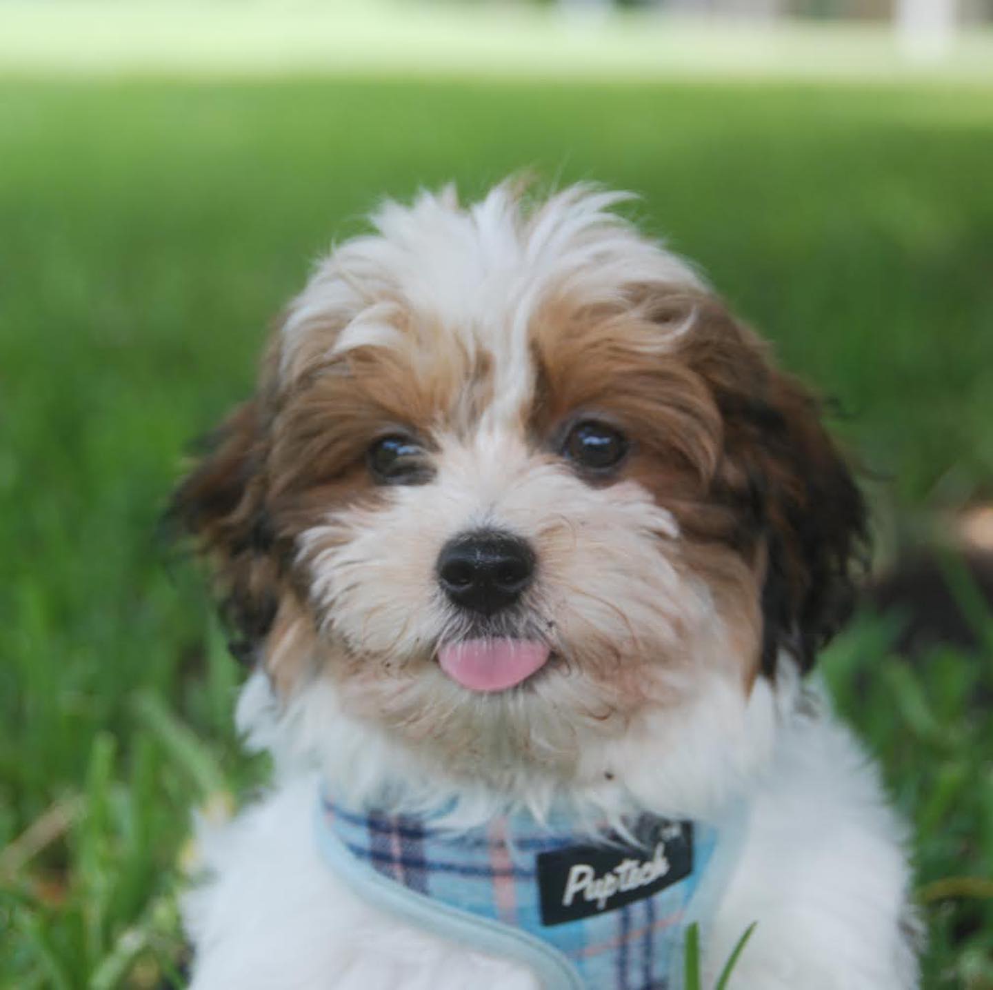 HAVANIES PUPPIES FOR SALE