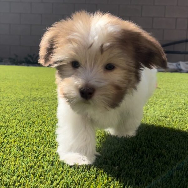 HAVANIES PUPPIES FOR SALE