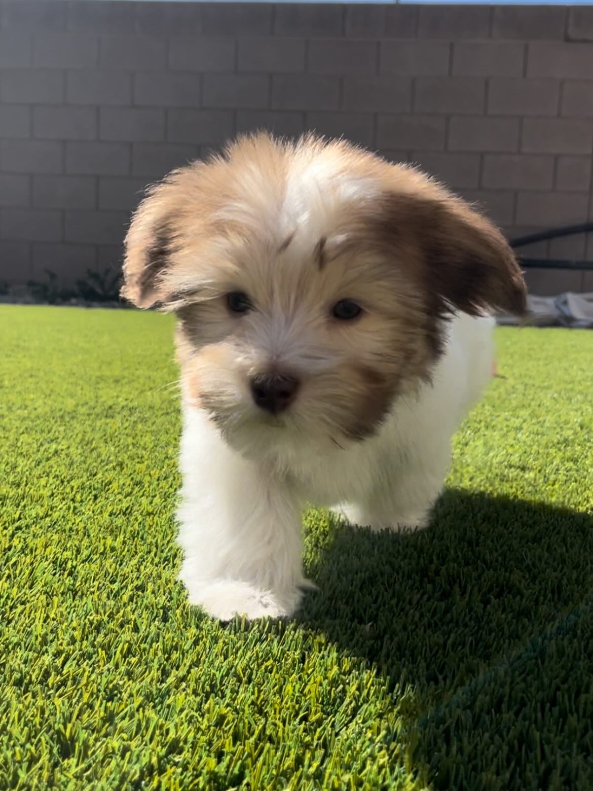 HAVANIES PUPPIES FOR SALE