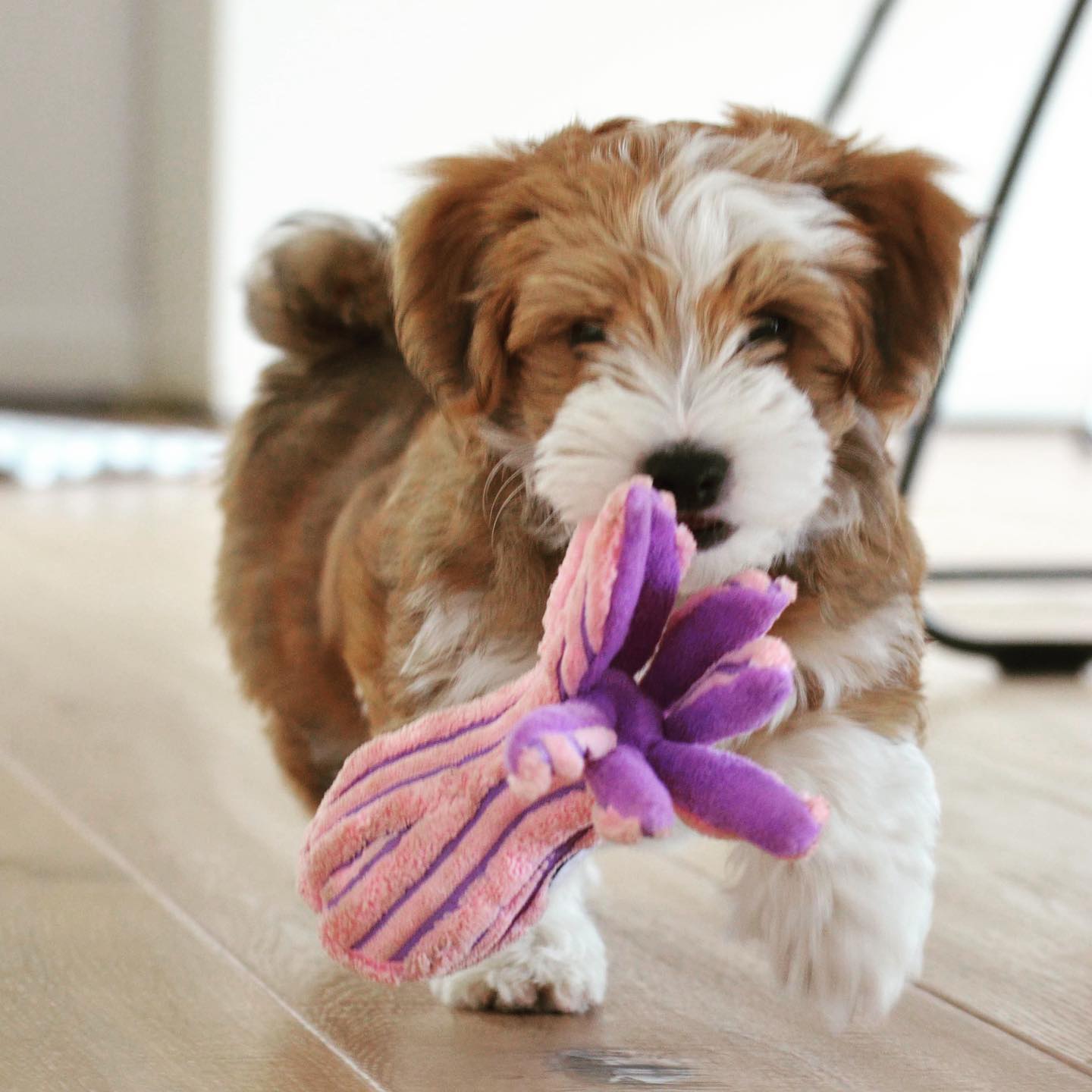 HAVANIES PUPPIES FOR SALE