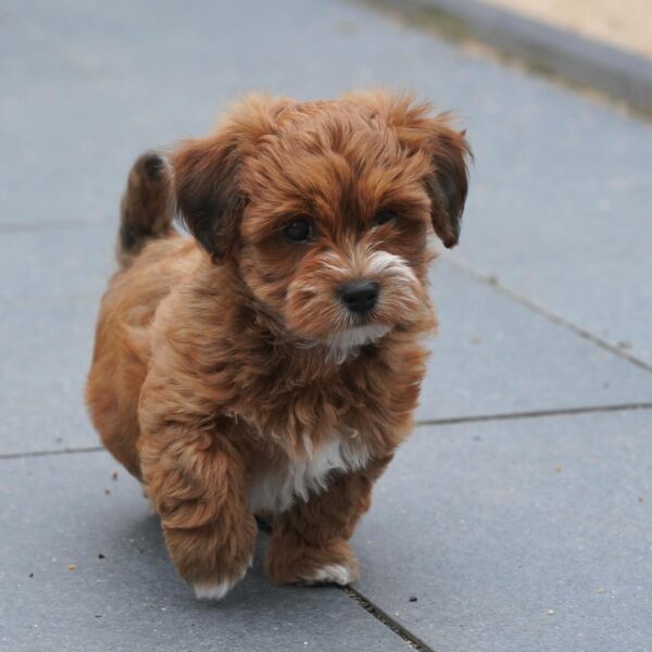 HAVANIES PUPPIES FOR SALE