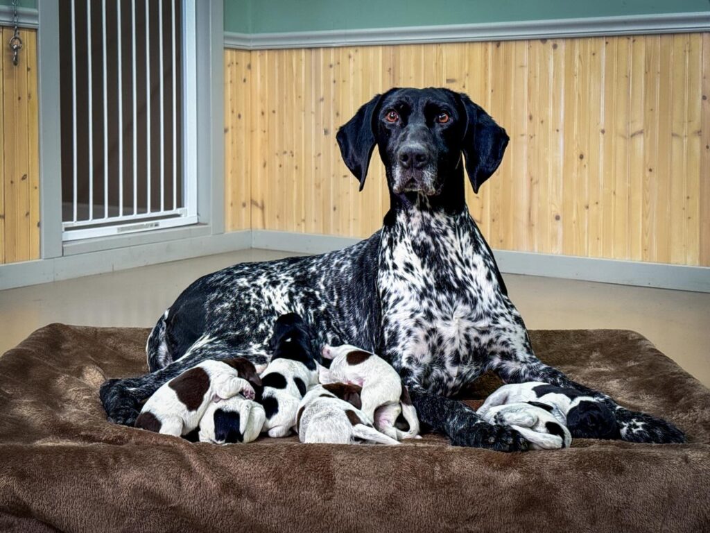 german shorthaired pointer puppies for sale