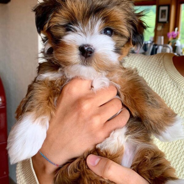 HAVANESE PUPPIES FOR SALE