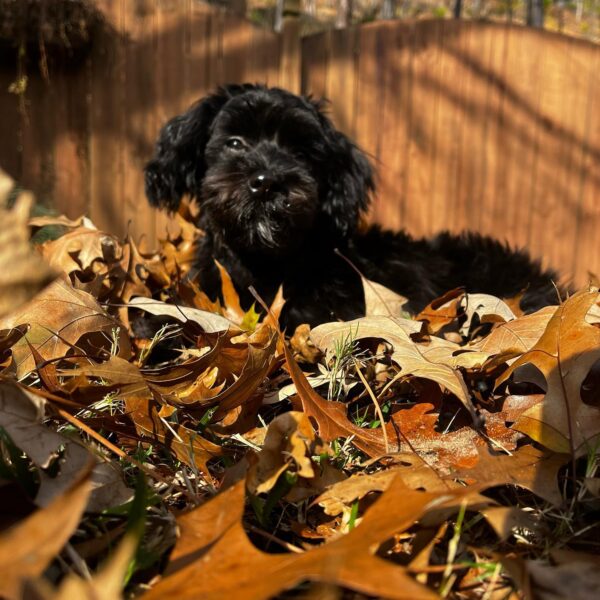 HAVANIES PUPPIES FOR SALE