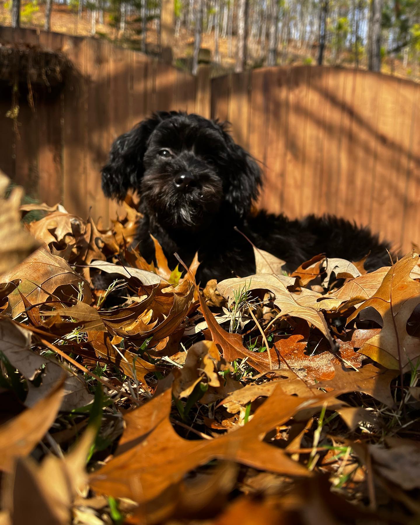HAVANIES PUPPIES FOR SALE