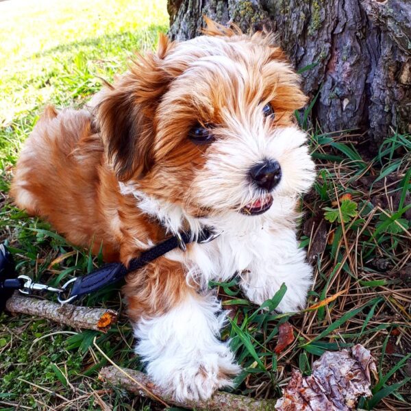 HAVANIES PUPPIES FOR SALE