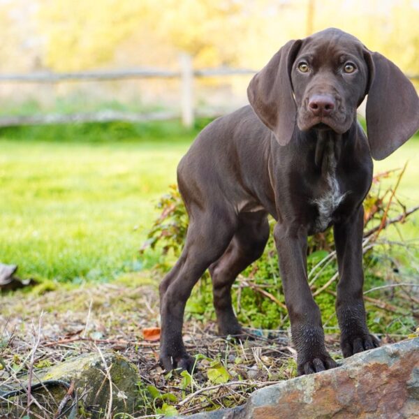 <span style="color: #000000;"><strong>Moose</strong></span> ♂️