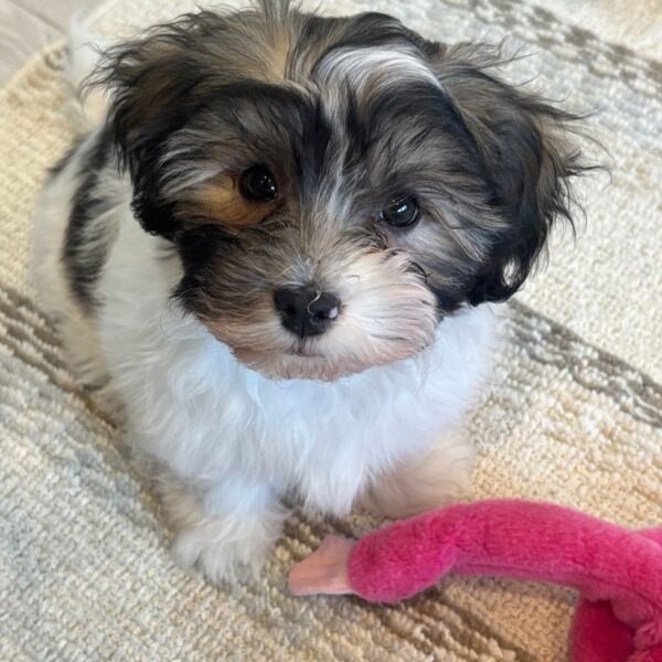 HAVANIES PUPPIES FOR SALE