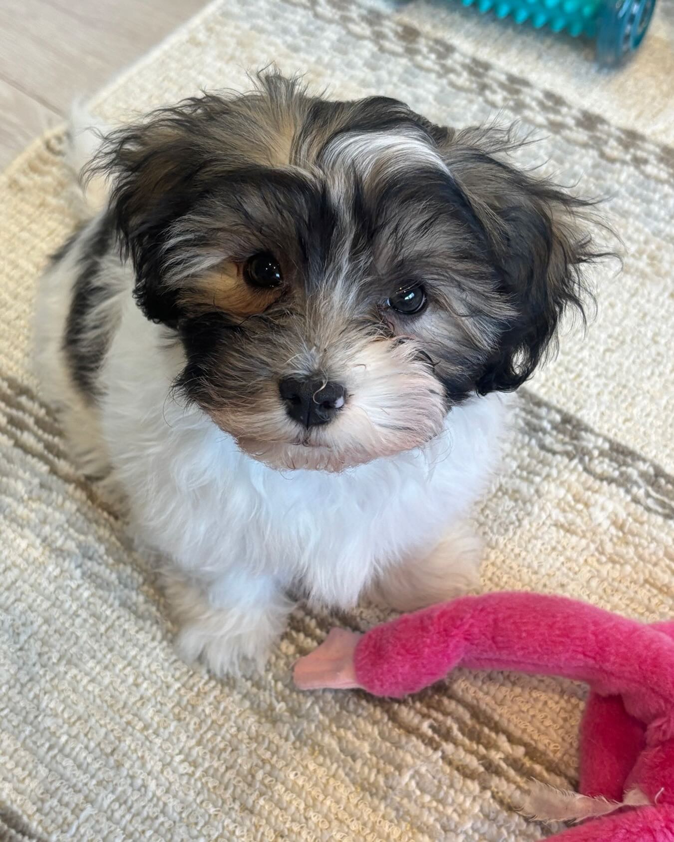 HAVANIES PUPPIES FOR SALE