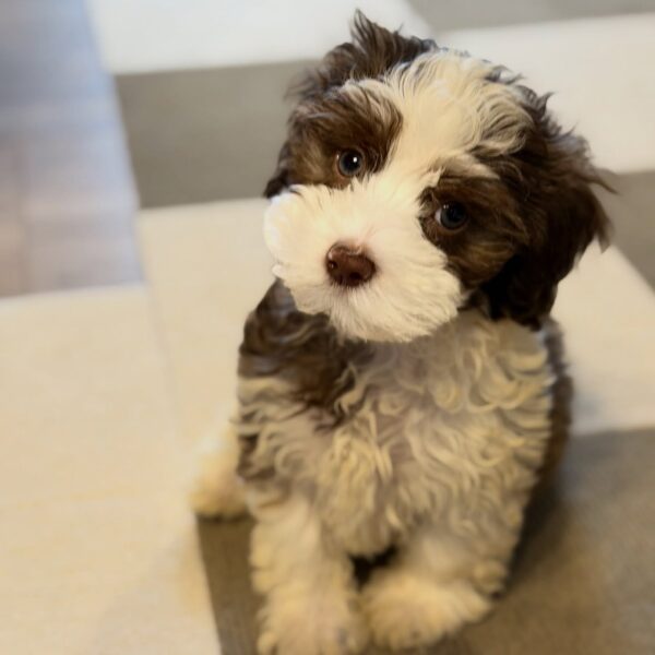 FEMALE HAVANESE PUPPY FOR SALE IN CANADA