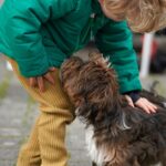 Havanese Breeder Reviews