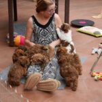 AKC HAVANESE BREEDER NEAR ME