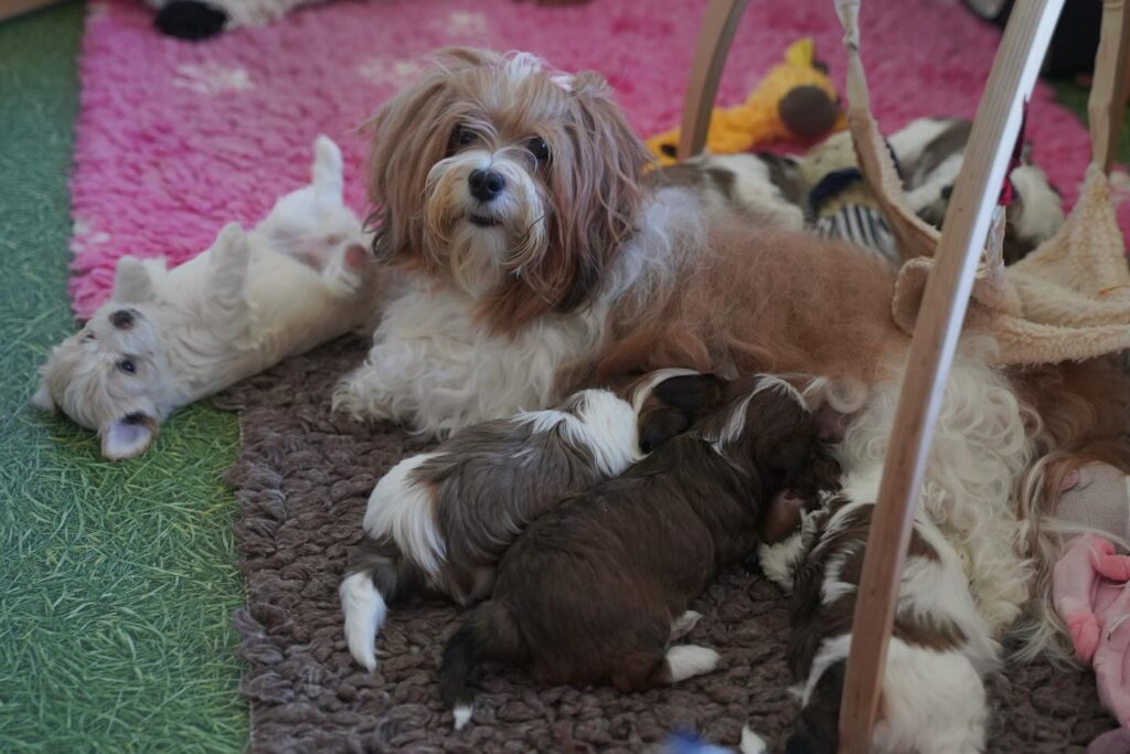 AKC HAVANESE PUPPIES FOR SALE