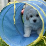 AKC HAVANESE BREEDER