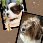 AKC HAVANESE BREEDER NEAR ME