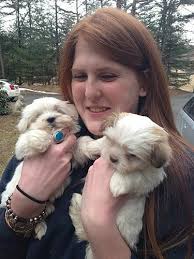 HAVANESE BREEDER TESTIMONIALS & REVIEW
