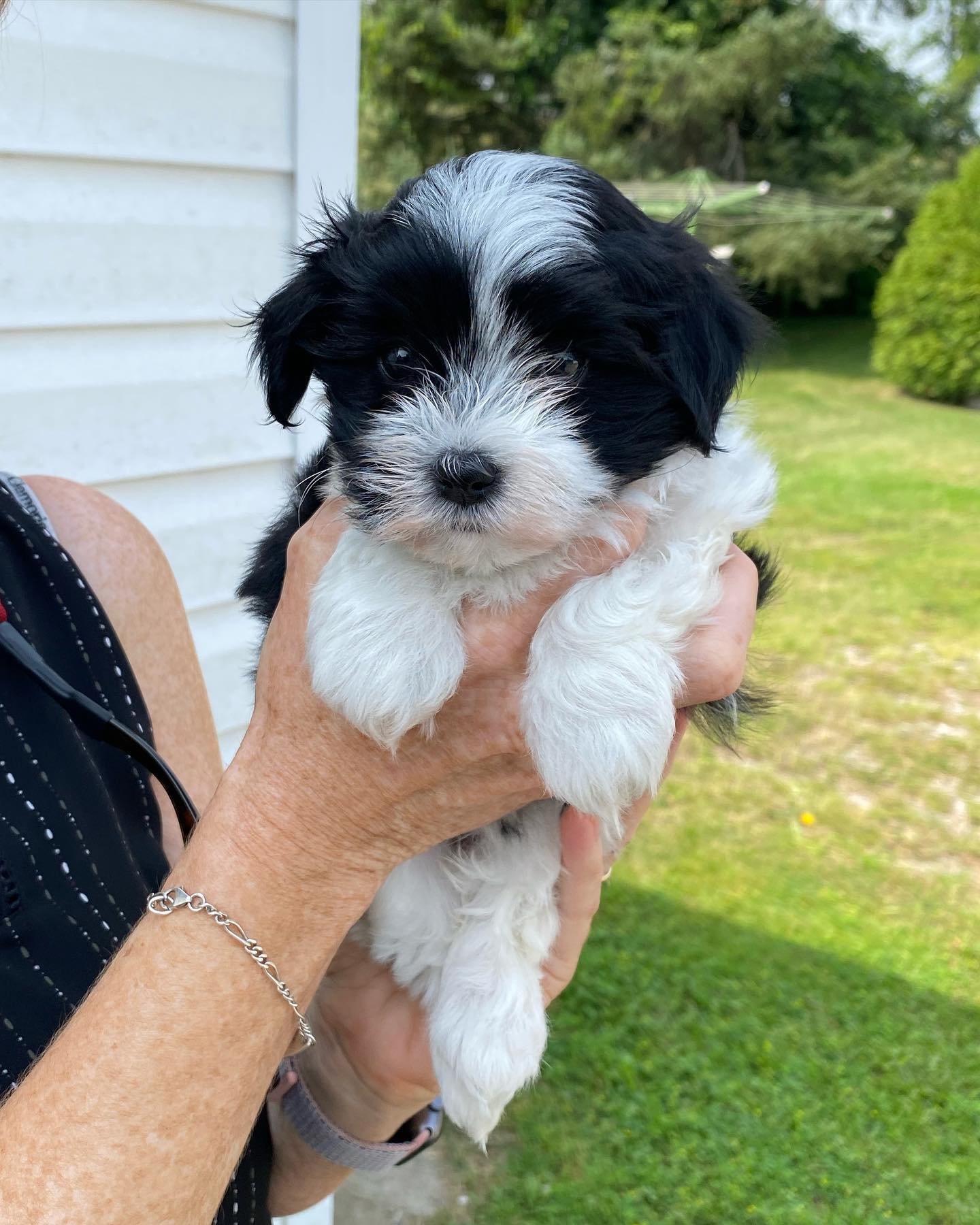 HAVANIES PUPPIES FOR SALE