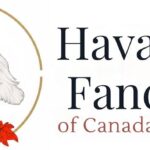 havanese puppies for sale